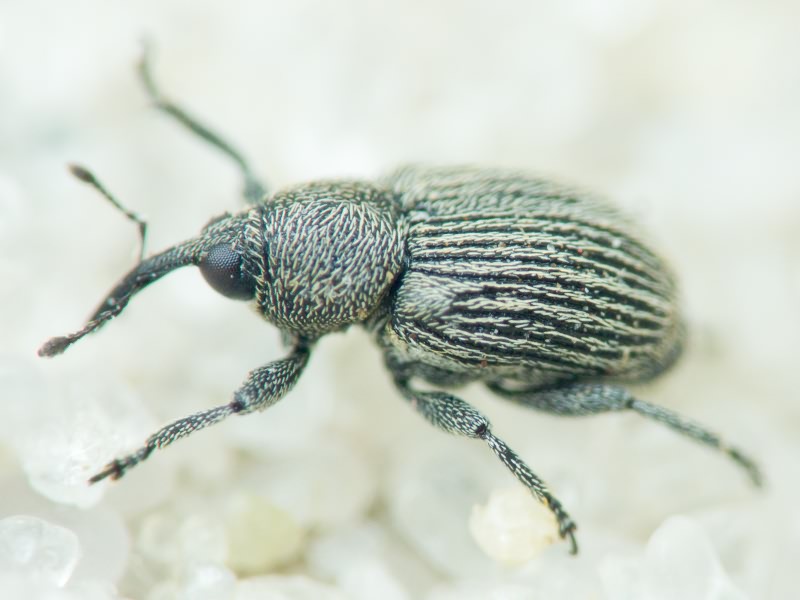 Miarus Schönherr, 1826